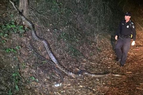 Australien: Riesenpython blockiert eine Straße