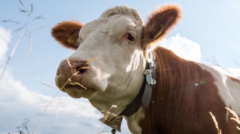Die Kuh selbst ist nicht das Problem, aber die Glocke: Ein Unternehmer hat in Bayern gegen das Geläut geklagt
