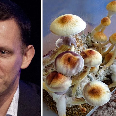Peter Thiel und Magic Mushrooms
