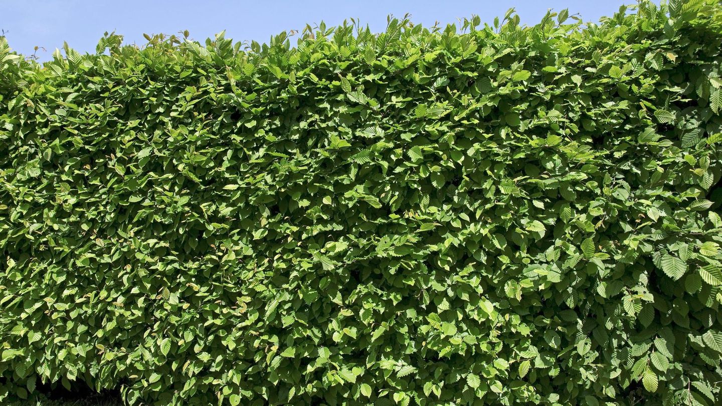 Bielefeld: Diebe klauen 20 Meter lange Hecke - Polizei sucht Zeugen