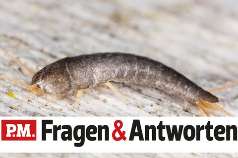 Silberfischchen Fragen Und Antworten