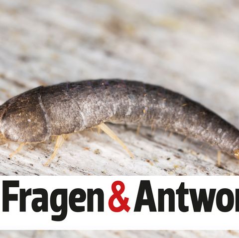 Silberfischchen Fragen Und Antworten