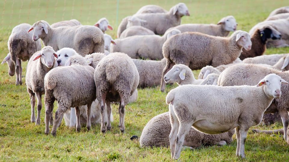 Umgekippte Schafe lösen Polizeieinsatz aus