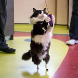 Januar    Sofia, Bulgarien. Pooh steht wieder mit allen Pfoten im Leben. Der Kater, der seine Hinterpfoten bei einem Unfall verloren hatte, bekam bei einer Operation zwei Prothesen. Tierchirurg Vladislav Zlatinov führte den Eingriff durch und ist damit der erste Arzt in Europa, der die bahnbrechende Methode seit 2009 angewendet hat.