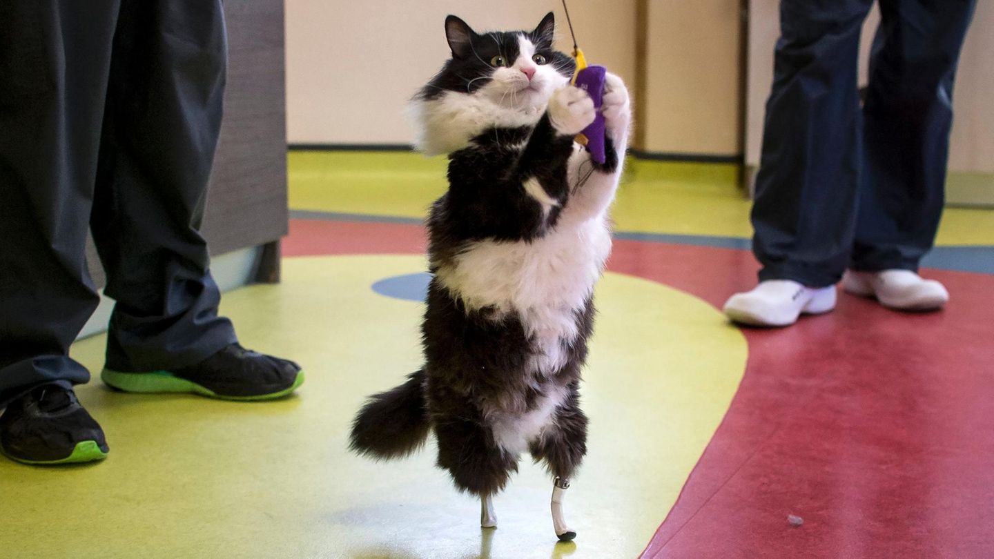 Januar    Sofia, Bulgarien. Pooh steht wieder mit allen Pfoten im Leben. Der Kater, der seine Hinterpfoten bei einem Unfall verloren hatte, bekam bei einer Operation zwei Prothesen. Tierchirurg Vladislav Zlatinov führte den Eingriff durch und ist damit der erste Arzt in Europa, der die bahnbrechende Methode seit 2009 angewendet hat.