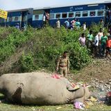 Mai  Shiliguri, Indien. Traurig blicken Zugpassagiere und Forstleute auf einen toten Elefanten nahe der indischen Stadt Shiliguri. Das Tier war über die Gleise einer Eisenbahnlinie gelaufen und dabei von einem Zug erfasst worden. Das Gebiet, in dem sich der tragische Zusammenstoß ereignete, ist auch als "Elefanten Korridor" bekannt.