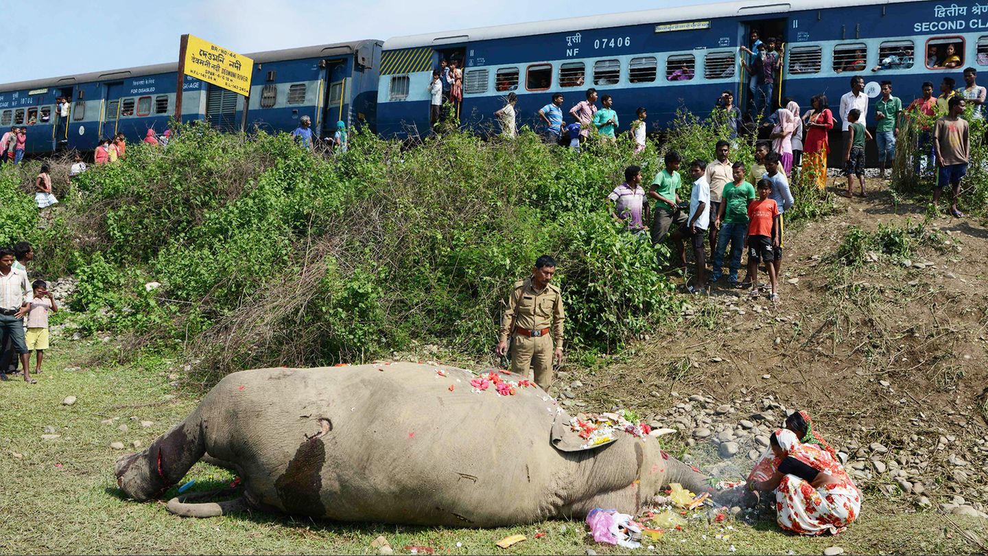 Bilder des Jahres: Mai Shiliguri, Indien. Traurig blicken Zugpassagiere und Forstleute auf einen toten Elefanten nahe der indischen Stadt Shiliguri. Das Tier war über die Gleise einer Eisenbahnlinie gelaufen und dabei von einem Zug erfasst worden. Das Gebiet, in dem sich der tragische Zusammenstoß ereignete, ist auch als "Elefanten Korridor" bekannt. Mai Shiliguri, Indien. Traurig blicken Zugpassagiere und Forstleute auf einen toten Elefanten nahe der indischen Stadt Shiliguri. Das Tier war über die Gleise einer Eisenbahnlinie gelaufen und dabei von einem Zug erfasst worden. Das Gebiet, in dem sich der tragische Zusammenstoß ereignete, ist auch als "Elefanten Korridor" bekannt.