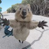 März  Rottnest, Australien. Schnappschuss von einem Quokka, einem australischen Kurzschwanzkänguru. Dem 21-Jährigen Studenten Campbell Jones lief das Mini-Känguru, das die Arme wie zu einer äußerst freundlichen Begrüßung ganz weit ausbreitete, bei einer Fahrrad-Tour über den Weg. Der Schnappschuss verbreitet sich seither übers Internet rund um die Welt. 