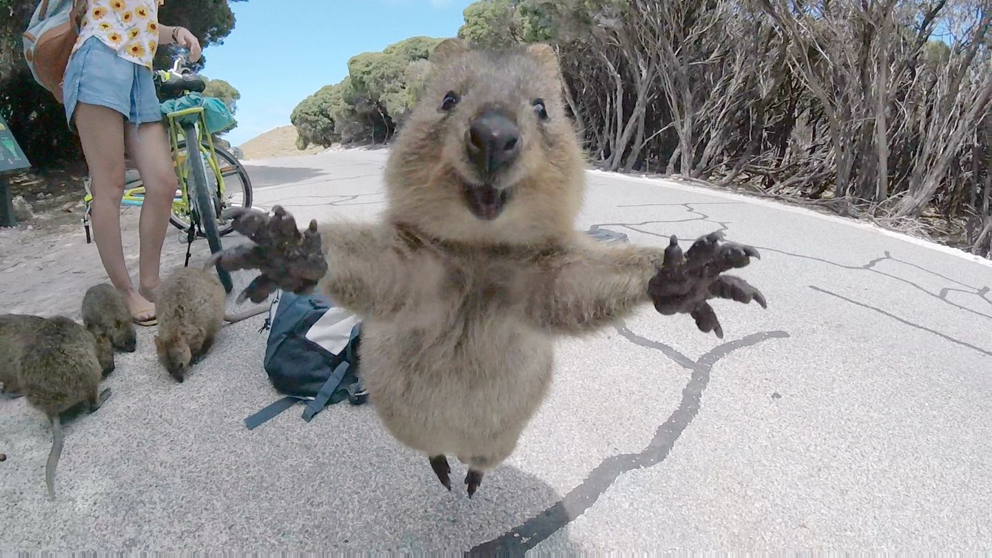 Bilder des Jahres: März Rottnest, Australien. Schnappschuss von einem Quokka, einem australischen Kurzschwanzkänguru. Dem 21-Jährigen Studenten Campbell Jones lief das Mini-Känguru, das die Arme wie zu einer äußerst freundlichen Begrüßung ganz weit ausbreitete, bei einer Fahrrad-Tour über den Weg. Der Schnappschuss verbreitet sich seither übers Internet rund um die Welt. März Rottnest, Australien. Schnappschuss von einem Quokka, einem australischen Kurzschwanzkänguru. Dem 21-Jährigen Studenten Campbell Jones lief das Mini-Känguru, das die Arme wie zu einer äußerst freundlichen Begrüßung ganz weit ausbreitete, bei einer Fahrrad-Tour über den Weg. Der Schnappschuss verbreitet sich seither übers Internet rund um die Welt.