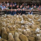 August  Lairg, Schottland. Das tausendste Schaf hieß Harald - und war noch längst nicht das letzte. 20.000 Schafe und ihre Schäfer sind auf dem jährlichen Schafsmarkt in Lairg versammelt - dem größten Schafsverkauf, den es in Europa gibt. Den Geruch dort kann man nur erahnen.