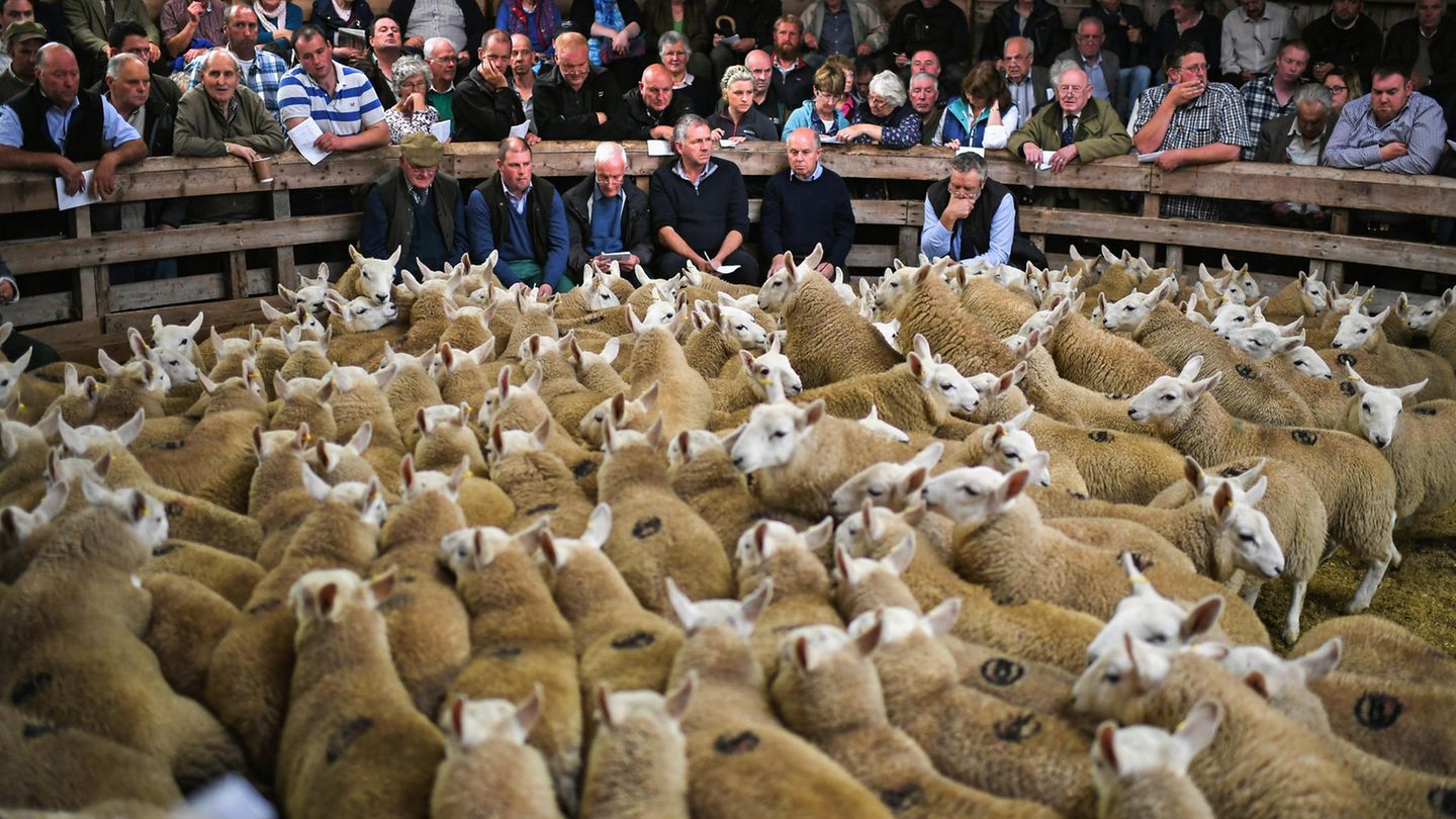 Bilder des Jahres: August Lairg, Schottland. Das tausendste Schaf hieß Harald - und war noch längst nicht das letzte. 20.000 Schafe und ihre Schäfer sind auf dem jährlichen Schafsmarkt in Lairg versammelt - dem größten Schafsverkauf, den es in Europa gibt. Den Geruch dort kann man nur erahnen. August Lairg, Schottland. Das tausendste Schaf hieß Harald - und war noch längst nicht das letzte. 20.000 Schafe und ihre Schäfer sind auf dem jährlichen Schafsmarkt in Lairg versammelt - dem größten Schafsverkauf, den es in Europa gibt. Den Geruch dort kann man nur erahnen.