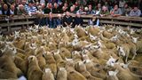 August  Lairg, Schottland. Das tausendste Schaf hieß Harald - und war noch längst nicht das letzte. 20.000 Schafe und ihre Schäfer sind auf dem jährlichen Schafsmarkt in Lairg versammelt - dem größten Schafsverkauf, den es in Europa gibt. Den Geruch dort kann man nur erahnen.