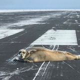 Oktober    Utqiagvik, USA. Eine Robbe liegt auf der Landebahn des Flughafens von Utqiagvik, dem nördlichsten Flughafen der USA im Bundesstaat Alaska. Tierschützer haben sich dem blinden Passagier, der offenbar auf die Landebahn gerobbt ist, angenommen. Sie spannten den Meeressäuger an einen Motorschlitten und brachten ihn in Sicherheit.