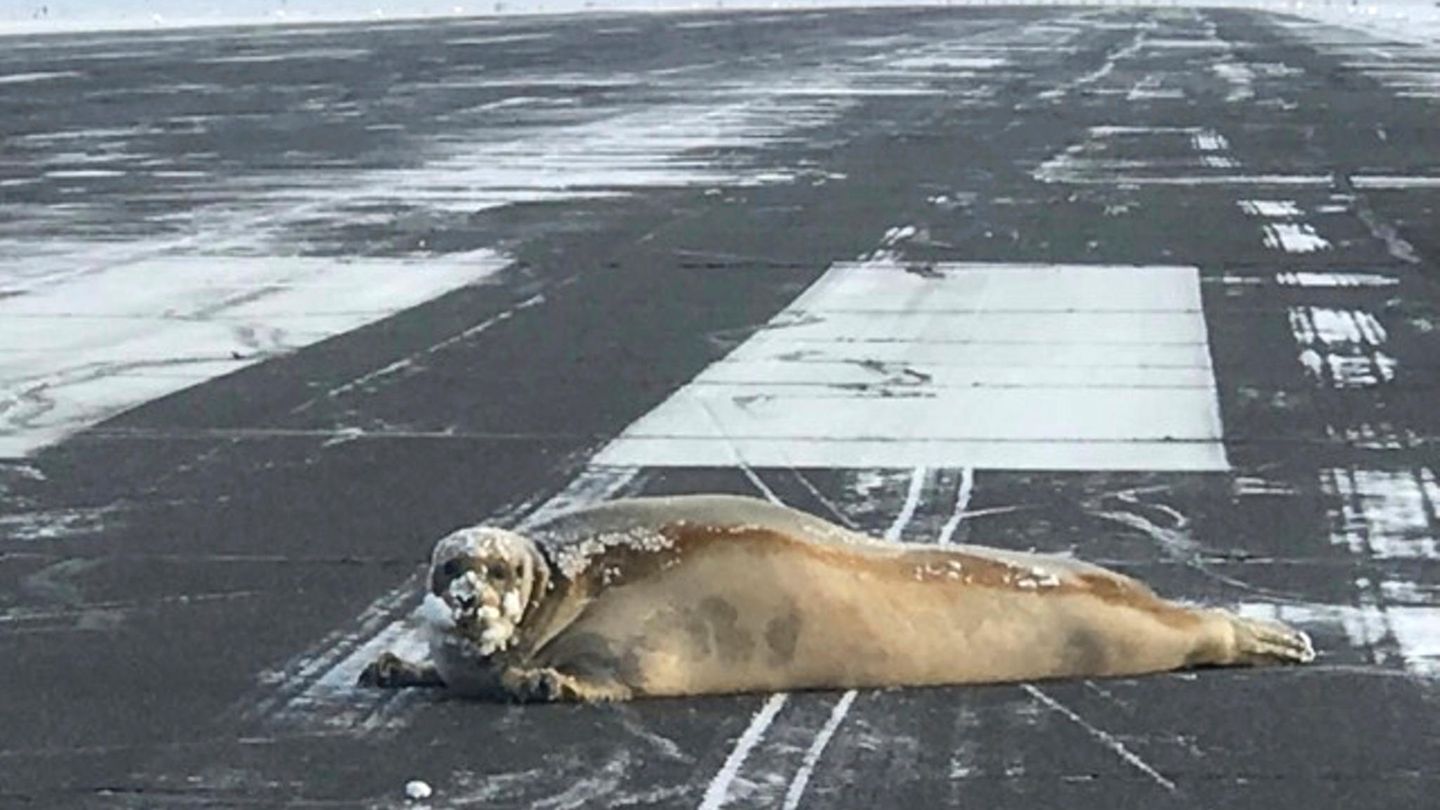 Oktober    Utqiagvik, USA. Eine Robbe liegt auf der Landebahn des Flughafens von Utqiagvik, dem nördlichsten Flughafen der USA im Bundesstaat Alaska. Tierschützer haben sich dem blinden Passagier, der offenbar auf die Landebahn gerobbt ist, angenommen. Sie spannten den Meeressäuger an einen Motorschlitten und brachten ihn in Sicherheit.