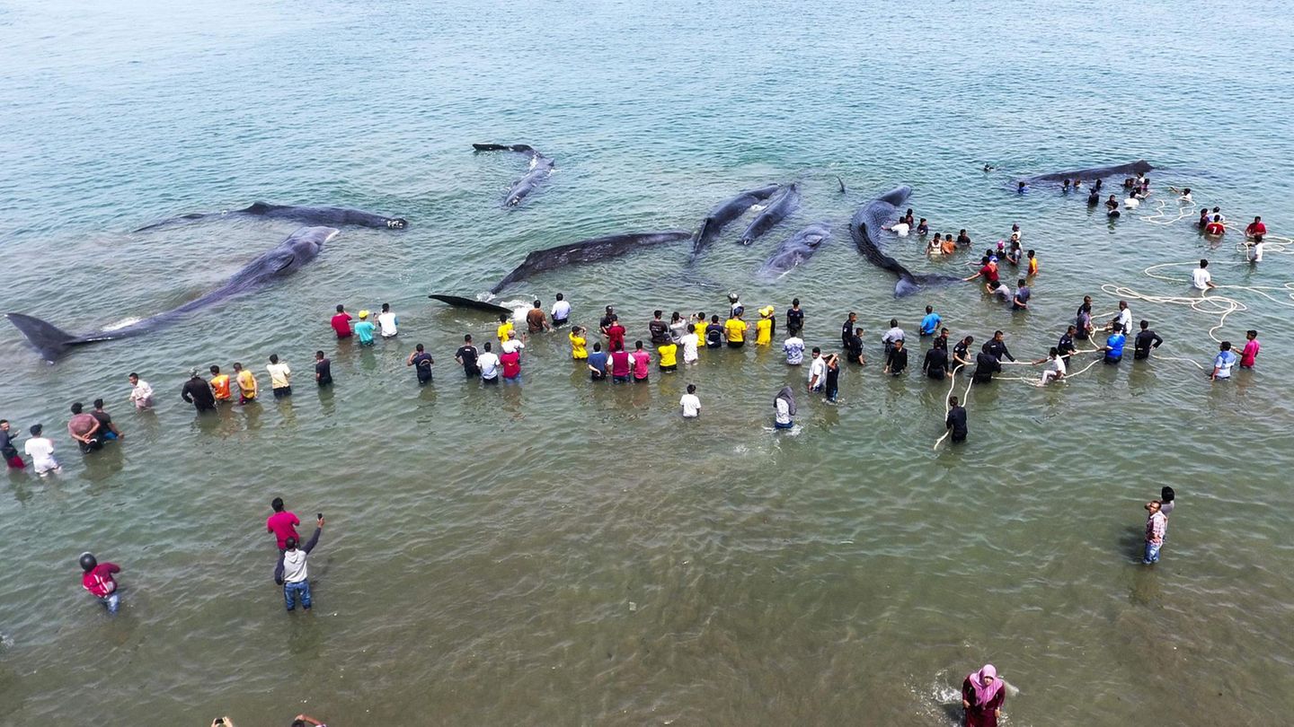 Bilder des Jahres: November Aceh Besar, Indonesien. Insgesamt neun Pottwale sind an der nördlichen Spitze der Insel Sumatra gestrandet und drohen zu verenden. Mit vereinten Kräften versuchen Umwelt-Aktivisten und Beamte der staatlichen Naturschutzbehörde, die tonnenschweren Meeressäuger aus den flachen Gewässern zu befördern - ein Wettlauf mit der Zeit. Warum sich Wale immer wieder in für sie viel zu flache Küstengewässer verirren, hat die Wissenschaft bisher nicht eindeutig klären können. November Aceh Besar, Indonesien. Insgesamt neun Pottwale sind an der nördlichen Spitze der Insel Sumatra gestrandet und drohen zu verenden. Mit vereinten Kräften versuchen Umwelt-Aktivisten und Beamte der staatlichen Naturschutzbehörde, die tonnenschweren Meeressäuger aus den flachen Gewässern zu befördern - ein Wettlauf mit der Zeit. Warum sich Wale immer wieder in für sie viel zu flache Küstengewässer verirren, hat die Wissenschaft bisher nicht eindeutig klären können.