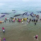 November    Aceh Besar, Indonesien. Insgesamt neun Pottwale sind an der nördlichen Spitze der Insel Sumatra gestrandet und drohen zu verenden. Mit vereinten Kräften versuchen Umwelt-Aktivisten und Beamte der staatlichen Naturschutzbehörde, die tonnenschweren Meeressäuger aus den flachen Gewässern zu befördern - ein Wettlauf mit der Zeit. Warum sich Wale immer wieder in für sie viel zu flache Küstengewässer verirren, hat die Wissenschaft bisher nicht eindeutig klären können.