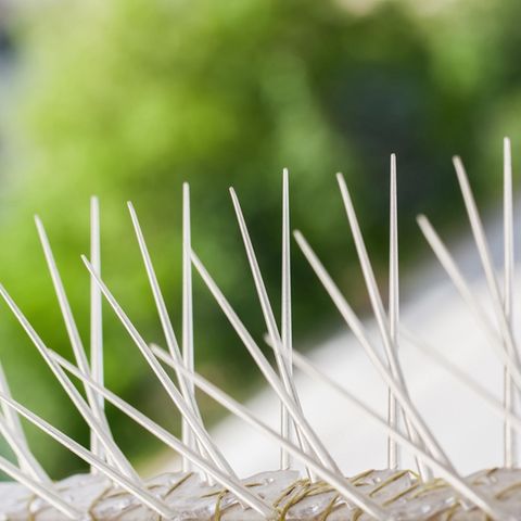 Kunststoffspikes zur Vogelabwehr Kunststoffspikes zur Vogelabwehr