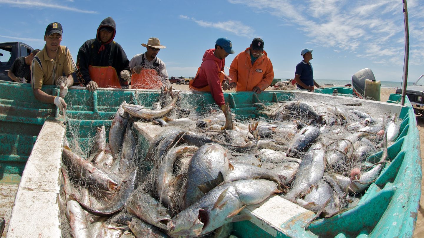 An Bord eines Fischkutters liegt in einer türkisfarbenen Kiste ein Netz voller Trommlerfische