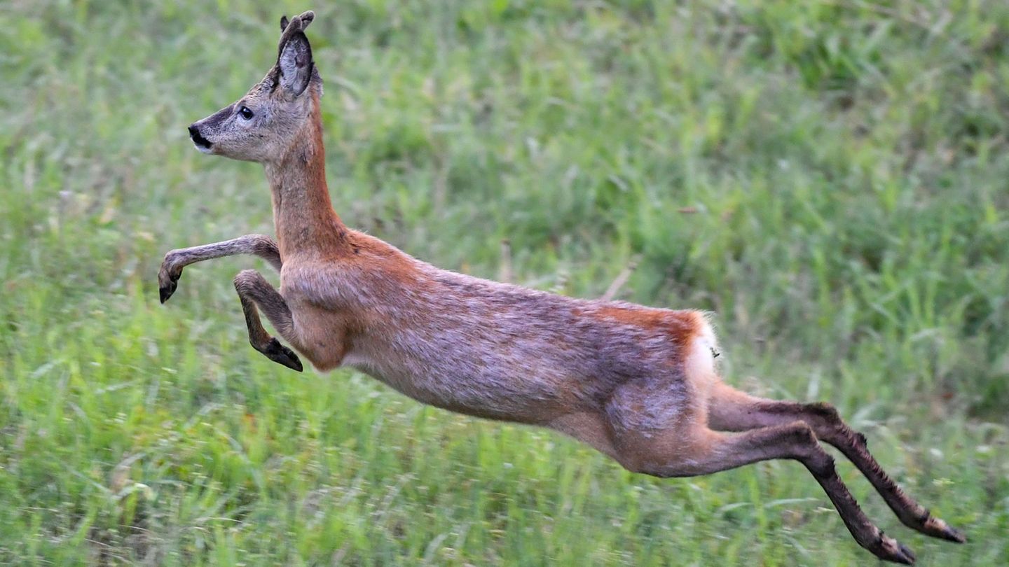 Auf der Flucht springt ein junger Rehbock im Morgengrauen über eine Wiese