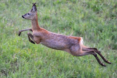 Auf der Flucht springt ein junger Rehbock im Morgengrauen über eine Wiese