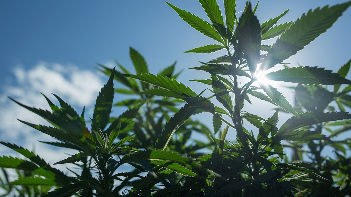 kalifornien cannabis