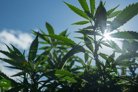 kalifornien cannabis