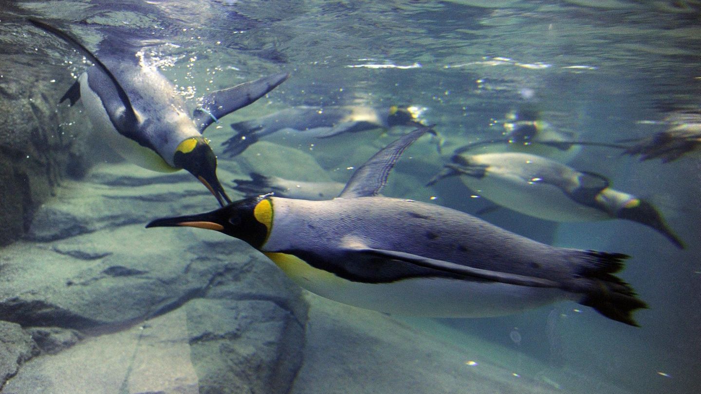 Pinguine Calgary Königspinguin Zoo