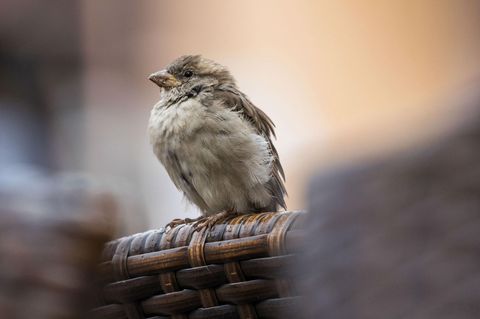 Passagiermaschine Vogel