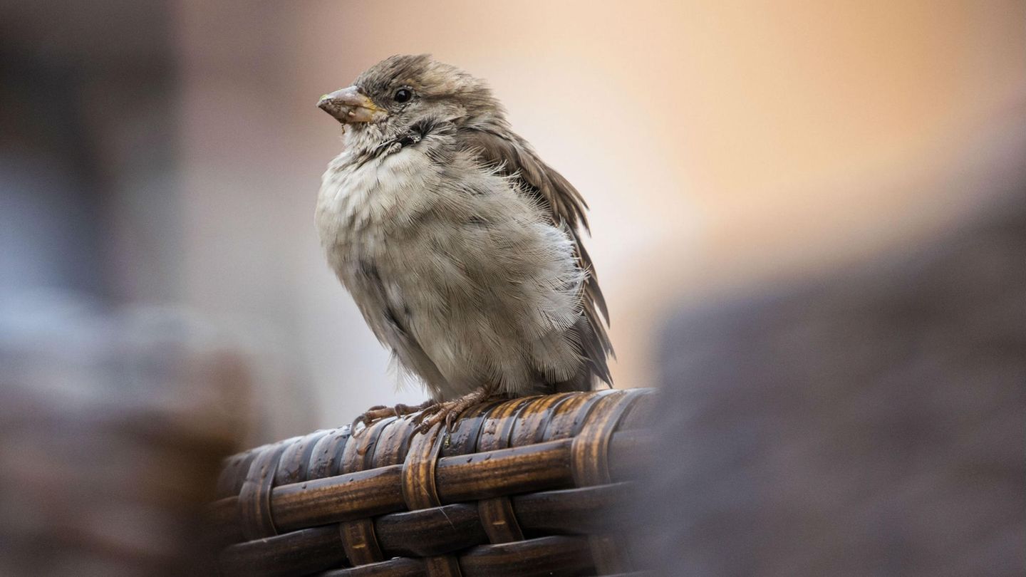 Passagiermaschine Vogel