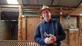 Mit seinem alten Schermesser in der Hand: Der Schafsfarmer Tony Smith lebt bewusst in der Einsamkeit, keiner seiner Nachbarn hat sein Haus in Sichtweite gebaut. "Hier gibt es kaum Menschen. Ich liebe dieses Land und die Landschaft."