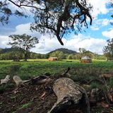 Wo die Menschen nur Rast machten: Vor 160 Jahren versuchten weiße Siedler, das Land urbar zu machen - nicht immer mit Erfolg. Von der Old Wilpena Station sind heute nur noch windschiefe Hütten unter knorrigen Eukalyptusbäumen übrig geblieben.