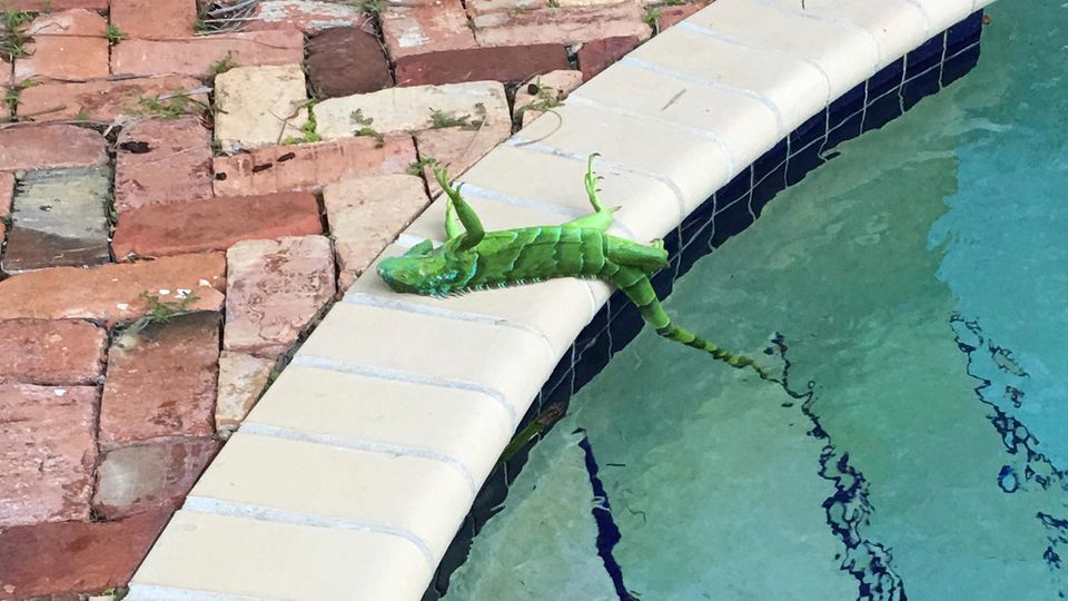 Invasive Spezies: 6. Januar: Es regnet Leguane Florida, USA. Die ungewöhnliche Kälte im US-Bundesstaat Florida hat Leguane regnen lassen: Die wegen der sehr niedrigen Temperaturen erstarrten Tiere stürzten schlichtweg aus den Bäumen. "Bei vier Grad Celsius können Grüne Leguane erstarren, weil ihr Blut nicht mehr fließt", erklärte Sarah Lessard von der Naturschutzkommission des ansonsten sonnenverwöhnten Bundesstaates. "Die Großen Leguane bewegen sich sehr langsam und können schon bei zehn Grad aus den Bäumen fallen." 6. Januar: Es regnet Leguane Florida, USA. Die ungewöhnliche Kälte im US-Bundesstaat Florida hat Leguane regnen lassen: Die wegen der sehr niedrigen Temperaturen erstarrten Tiere stürzten schlichtweg aus den Bäumen. "Bei vier Grad Celsius können Grüne Leguane erstarren, weil ihr Blut nicht mehr fließt", erklärte Sarah Lessard von der Naturschutzkommission des ansonsten sonnenverwöhnten Bundesstaates. "Die Großen Leguane bewegen sich sehr langsam und können schon bei zehn Grad aus den Bäumen fallen."