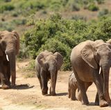 Addo-Elephant-Nationalpark