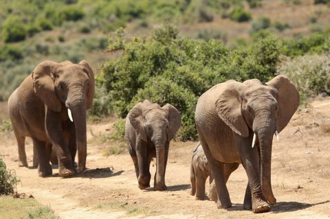 Addo-Elephant-Nationalpark