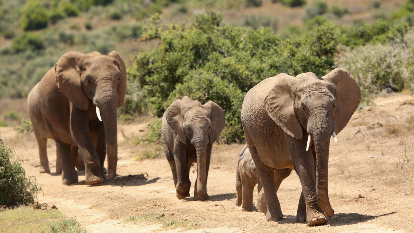 Addo-Elephant-Nationalpark Addo-Elephant-Nationalpark