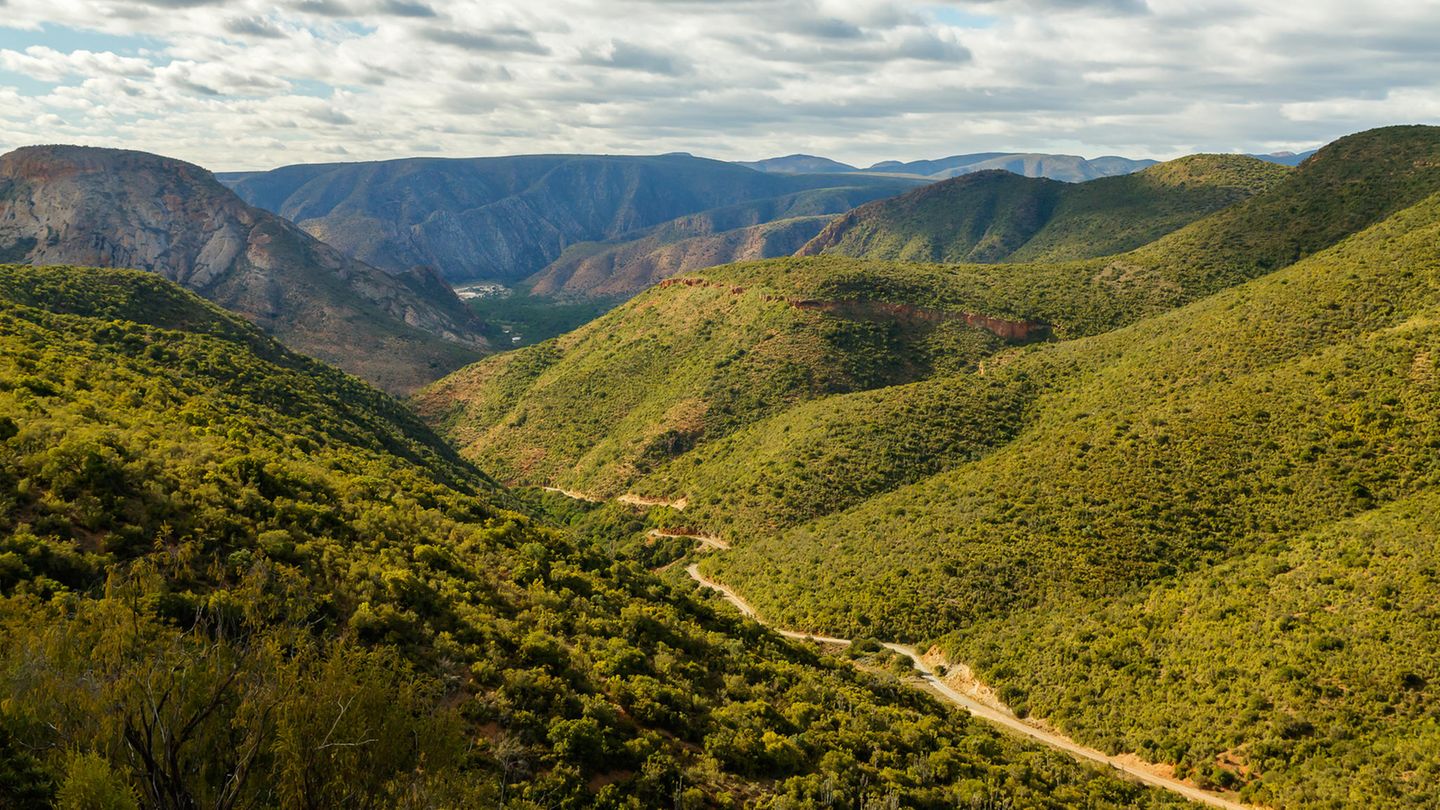 Baviaanskloof Baviaanskloof In den einsamen Baviaanskloof-Bergen findet sich auf kleiner Fläche fast die gesamte Flora des Landes: Savanne, Wald, Grasland, Fynbos. Eine Tageswanderung, für die man sich anmelden muss, führt zu den Cedar Falls. Die einsamen Wege kreuzen hin und wieder auch Paviane und Springböcke. Wer mehr Zeit hat, begibt sich auf den mehrtägigen "Leopard Trail". Achtung: Die großen Feuer Ende 2016 haben viel Vegetation zerstört, die Pflanzen erholen sich aber ziemlich schnell. Infos: Straße von Uniondale bis Patensie, Touren (inklusive Gepäcktransport) unter www.gobaviaans.co.za