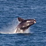 Wale beobachten Hermanus