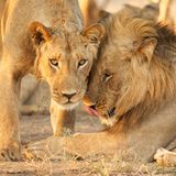 Schotia Safaris Private Game Reserve