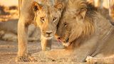 Schotia Safaris Private Game Reserve