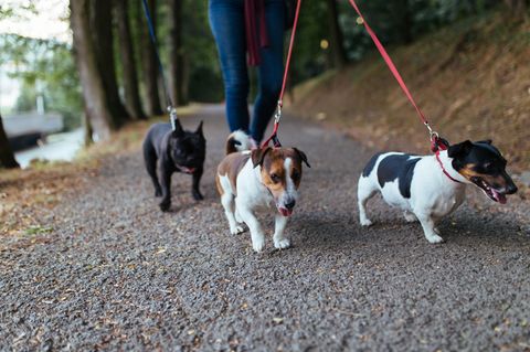Hunde beim Spaziergang