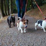 Hunde beim Spaziergang