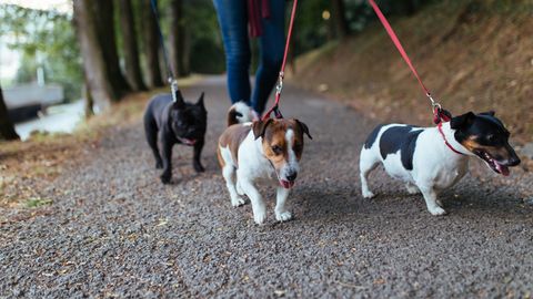 Hunde beim Spaziergang