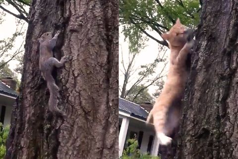 Hauskatze versus Nager: Paar entlässt aufgepäppeltes Hörnchen in die Freiheit - das endet dramatisch