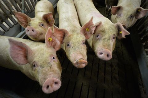 Afrikanische Schweinepest auf dem Vormarsch: Mastschweine in einem Mastbetrieb
