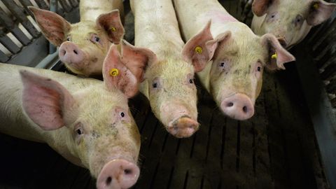 Afrikanische Schweinepest auf dem Vormarsch: Mastschweine in einem Mastbetrieb