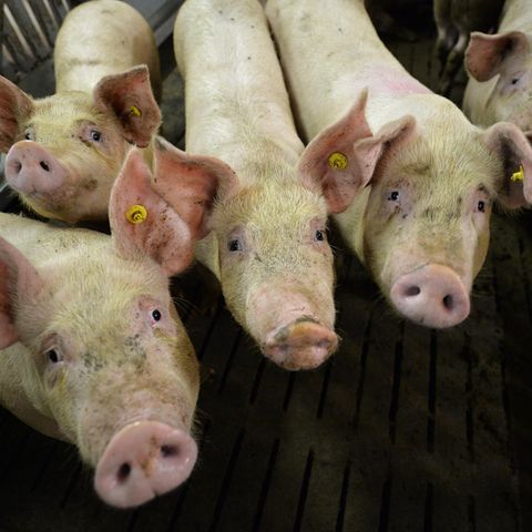Afrikanische Schweinepest auf dem Vormarsch: Mastschweine in einem Mastbetrieb