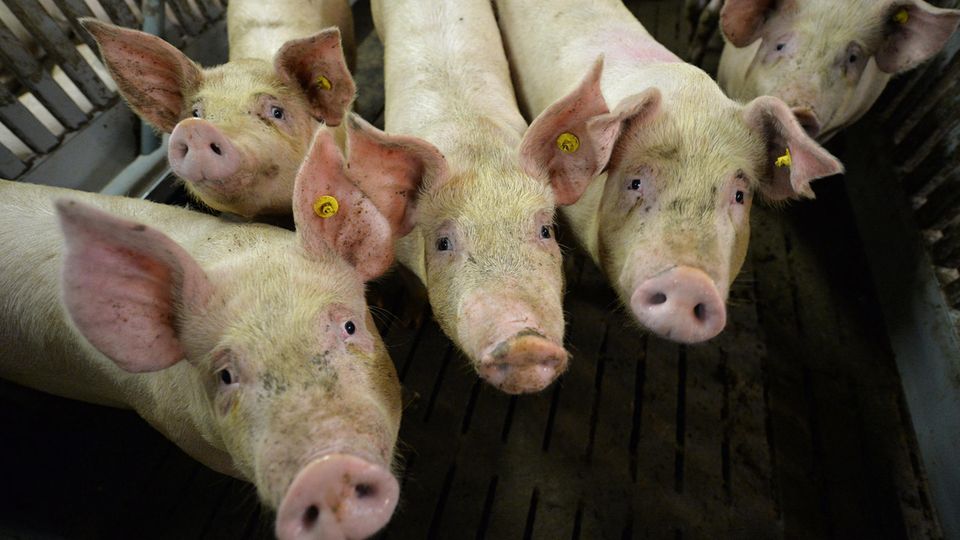 Afrikanische Schweinepest auf dem Vormarsch: Mastschweine in einem Mastbetrieb