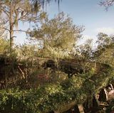 World Disney World  Im "happiest place on earth", so die Disney-Eigenwerbung, gibt es zwei Ecken, die in Vergessenheit geraten sind. In dem riesigen Freizeitpark bei Orlando holt sich in dem um die Jahrtausendwende aufgegebenen "River Country" die Natur diese Wasserrutsche zurück.