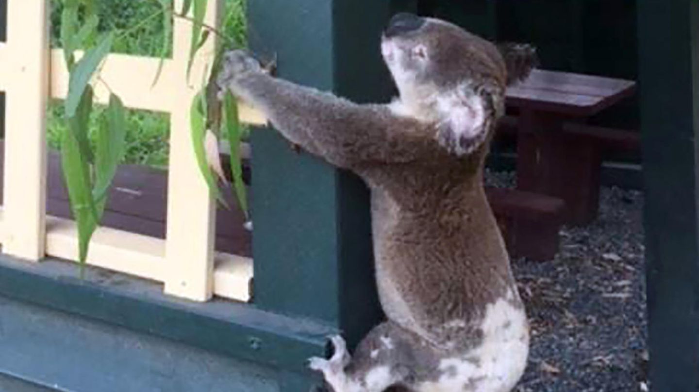 Der in Australien an einen Pfosten genagelte Koala