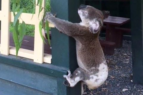 Der in Australien an einen Pfosten genagelte Koala